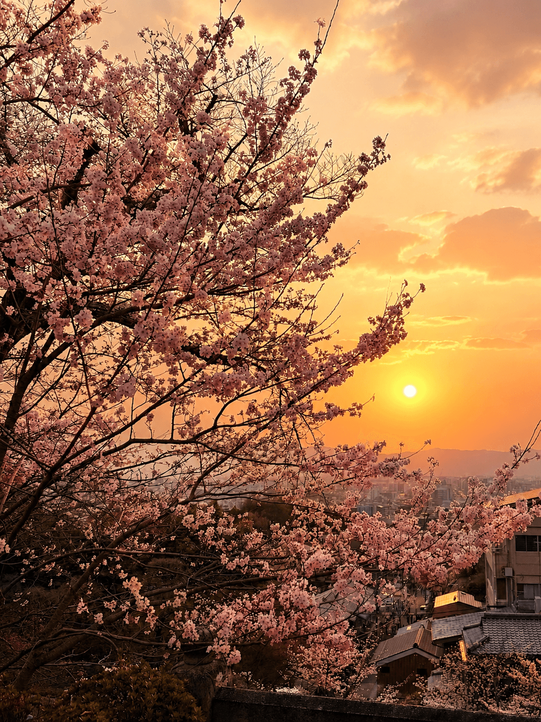 Cherry blossoms at sunset near Kiyomizu-dera in Kyoto