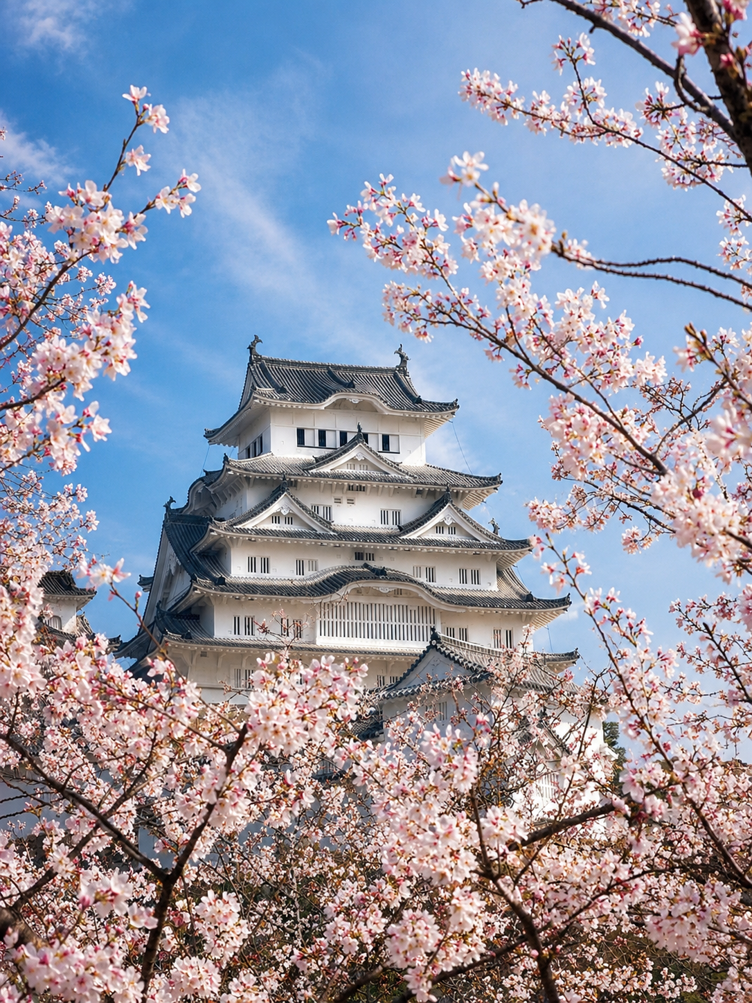 White Himeji Castle framed by pink cherry blossoms against a blue sky