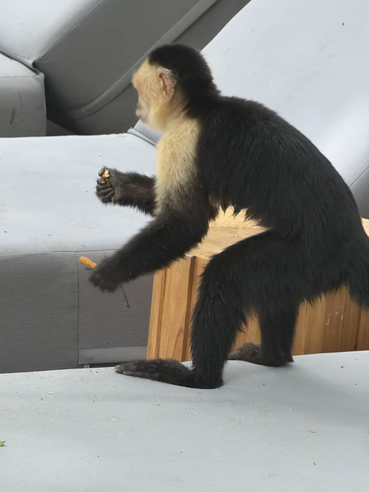 A white-faced capuchin monkey crouched on a grey beach daybed, eating a stolen pretzel