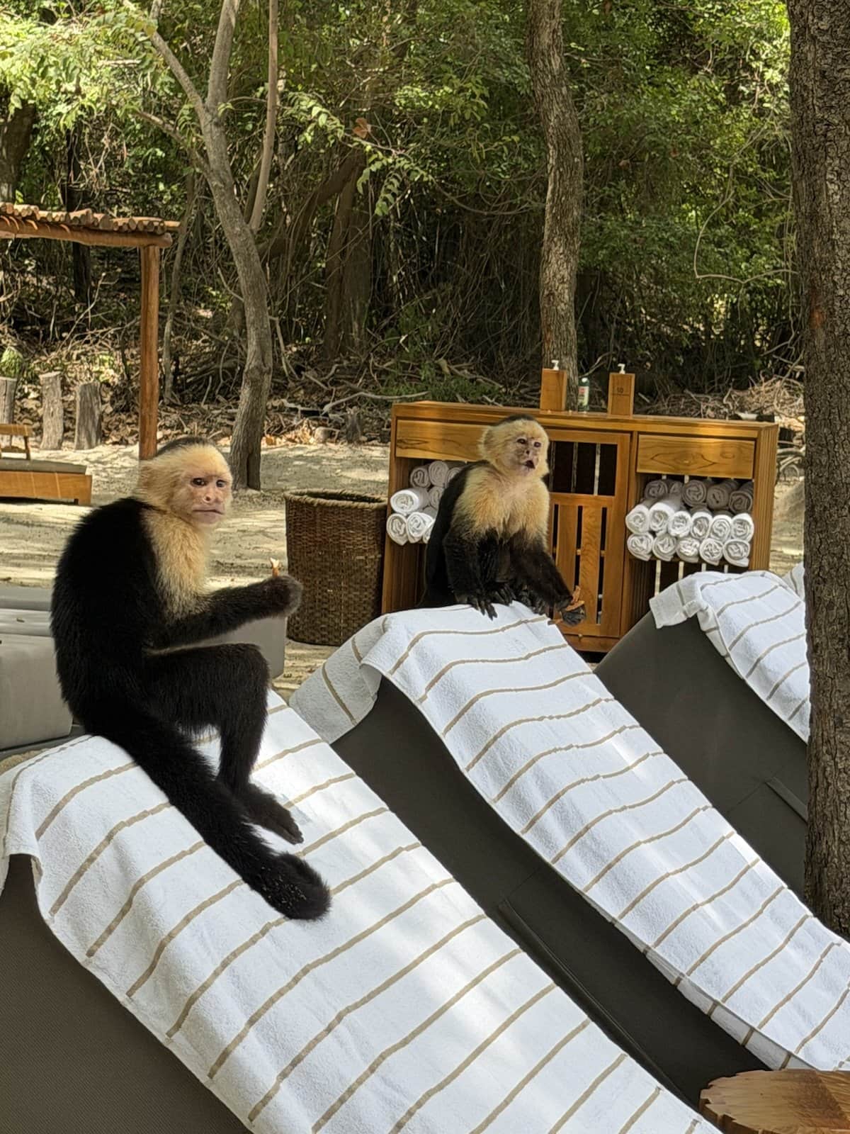 Two white-faced capuchins sitting on striped beach loungers at Casa de Playa, forest behind