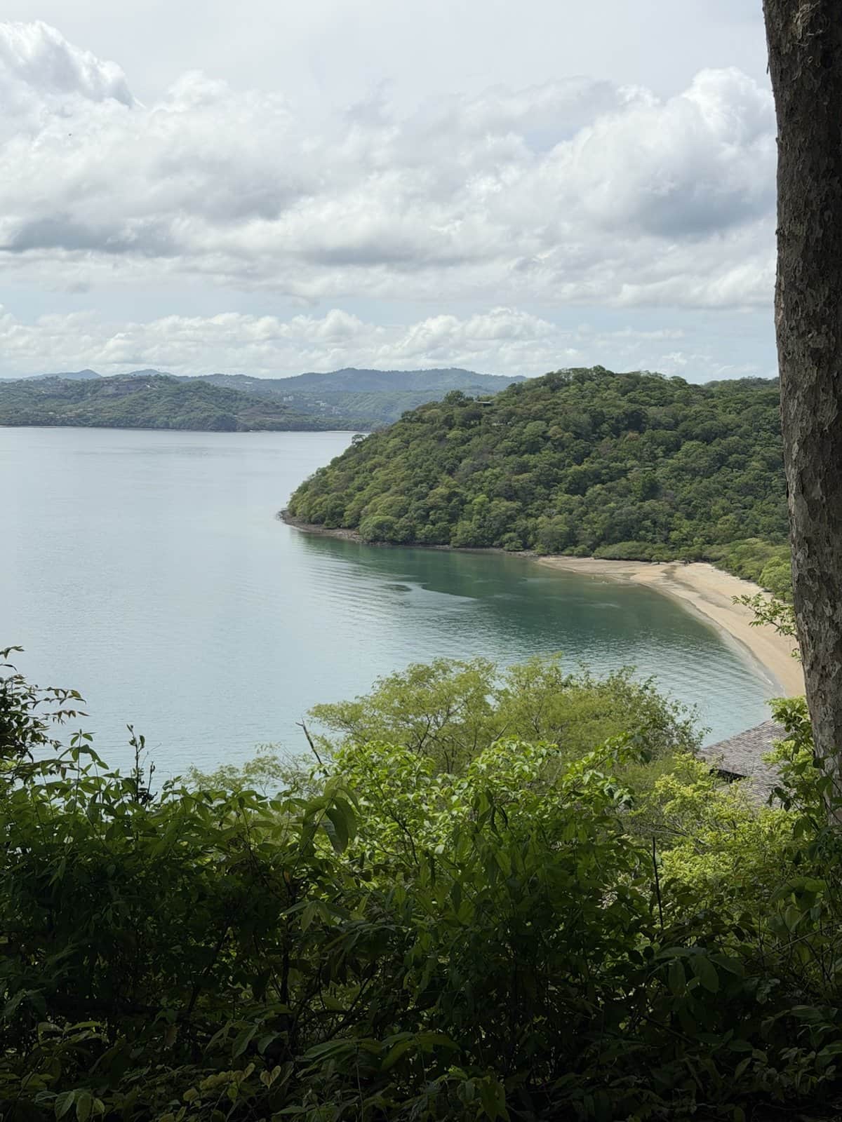 A curving cove with a pale sand beach and forested headland, seen from a hilltop on the peninsula