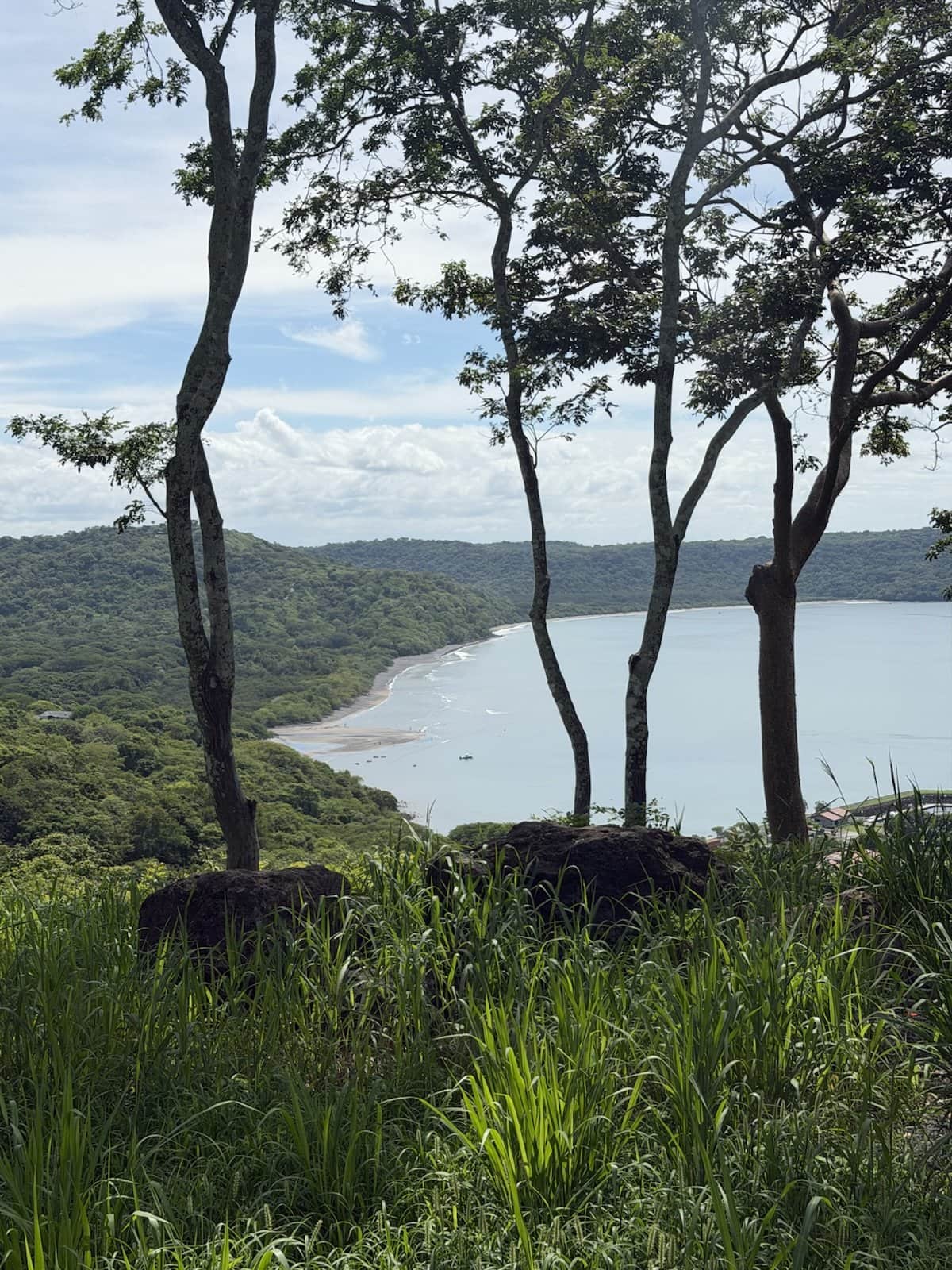 Culebra Bay framed by slender trees and tall grass from a hilltop viewpoint