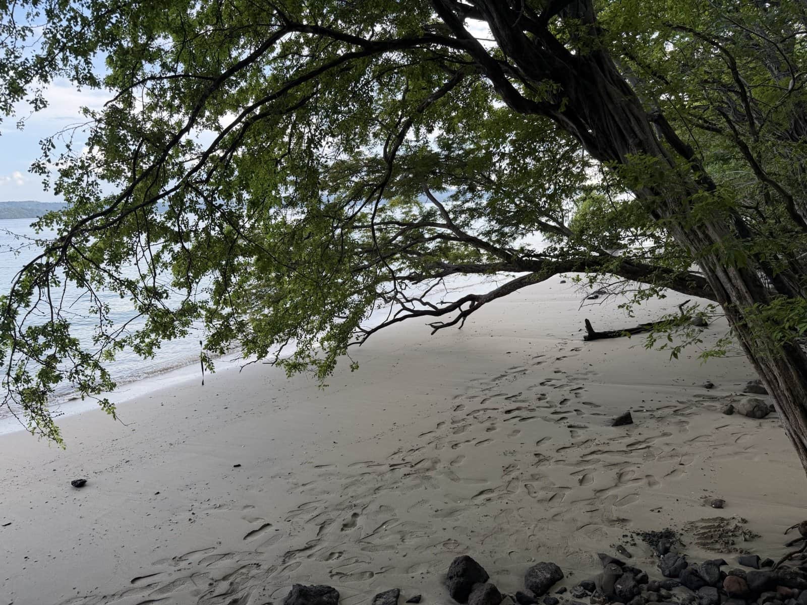 Light sand and footprints under a large leaning tree at Playa Sombrero Claro, calm water beyond